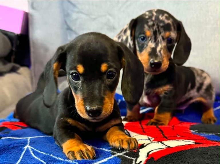 Dachshunds boys&girls!!
