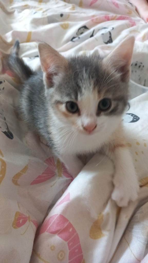 female and male kitten