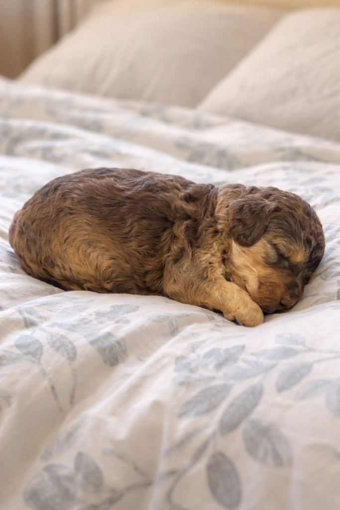 Beautiful f1b toy Cockapoos 