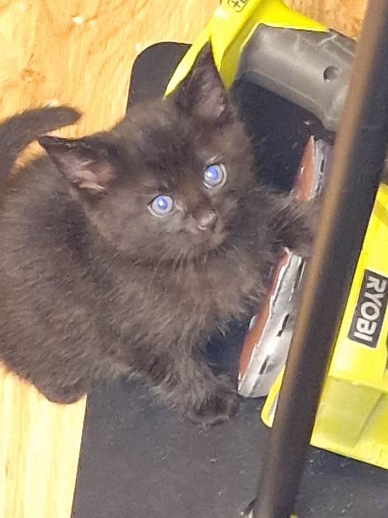 4 female kittens 
