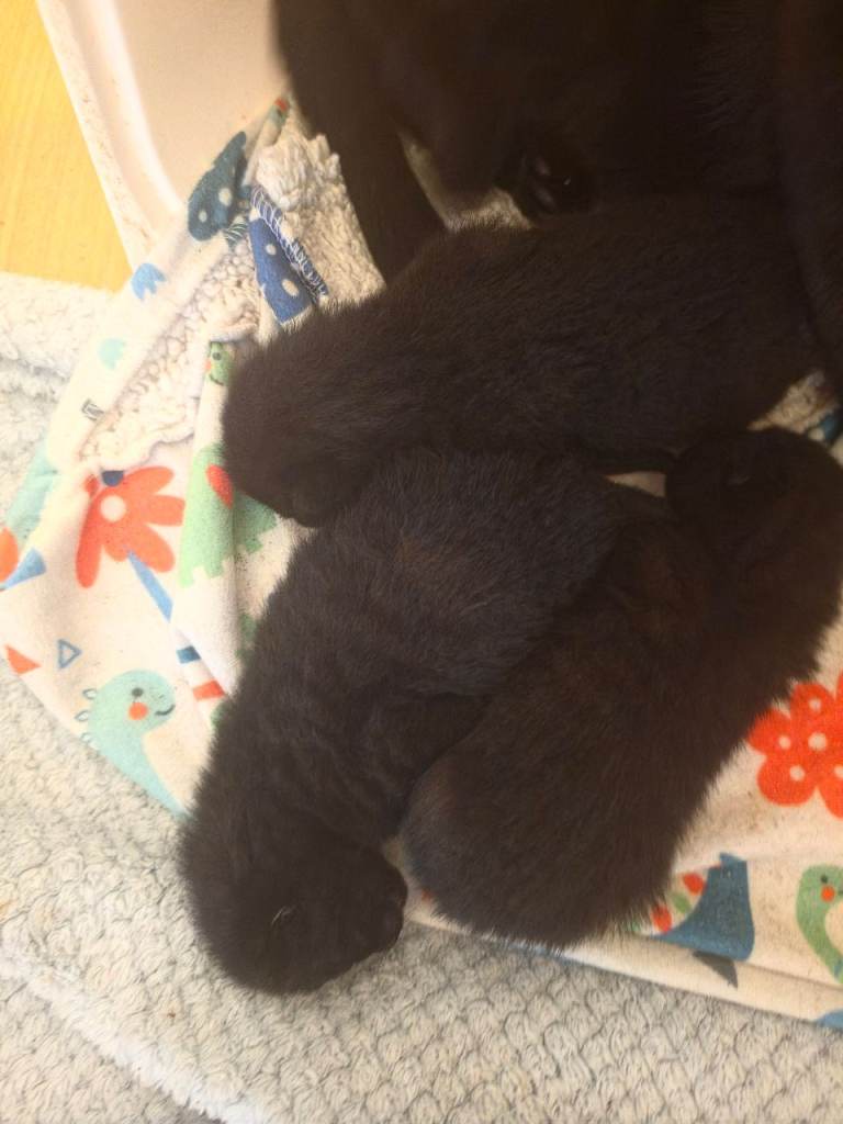 Kittens
