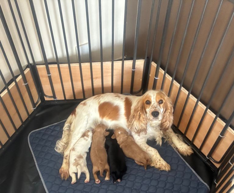 Kc registered cocker spaniels 