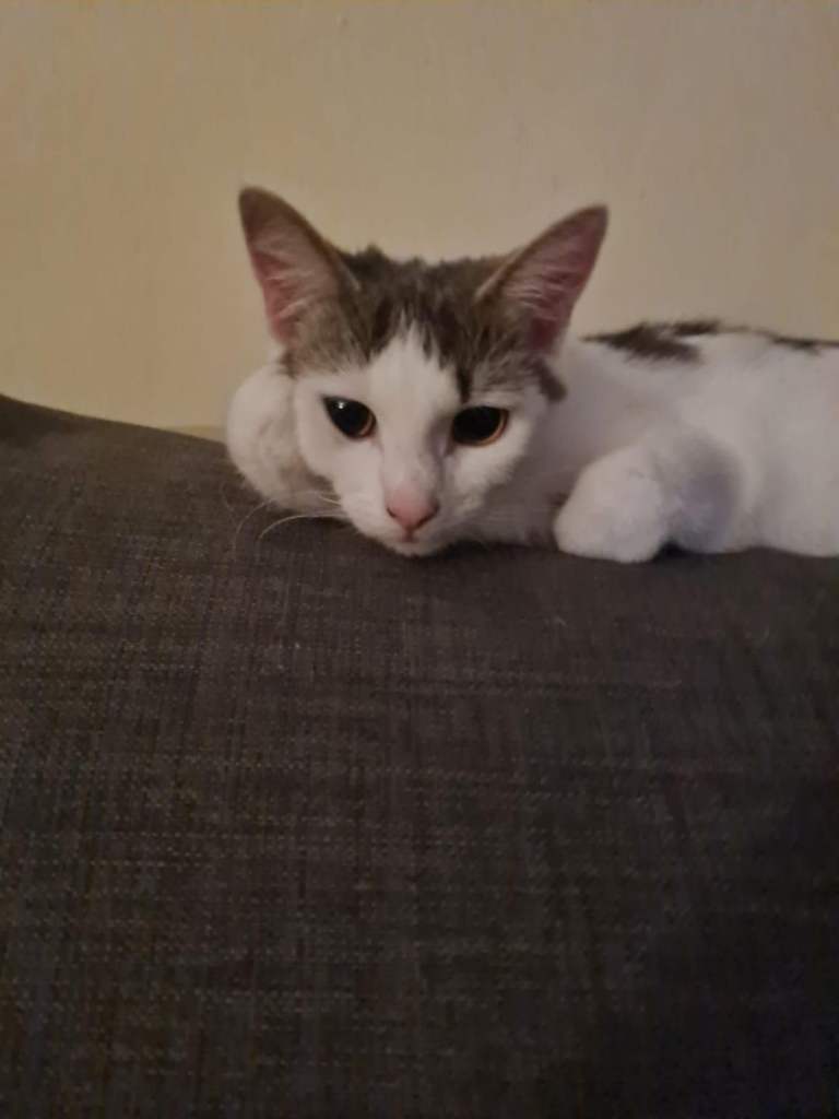 Open to offers cats in need of good home