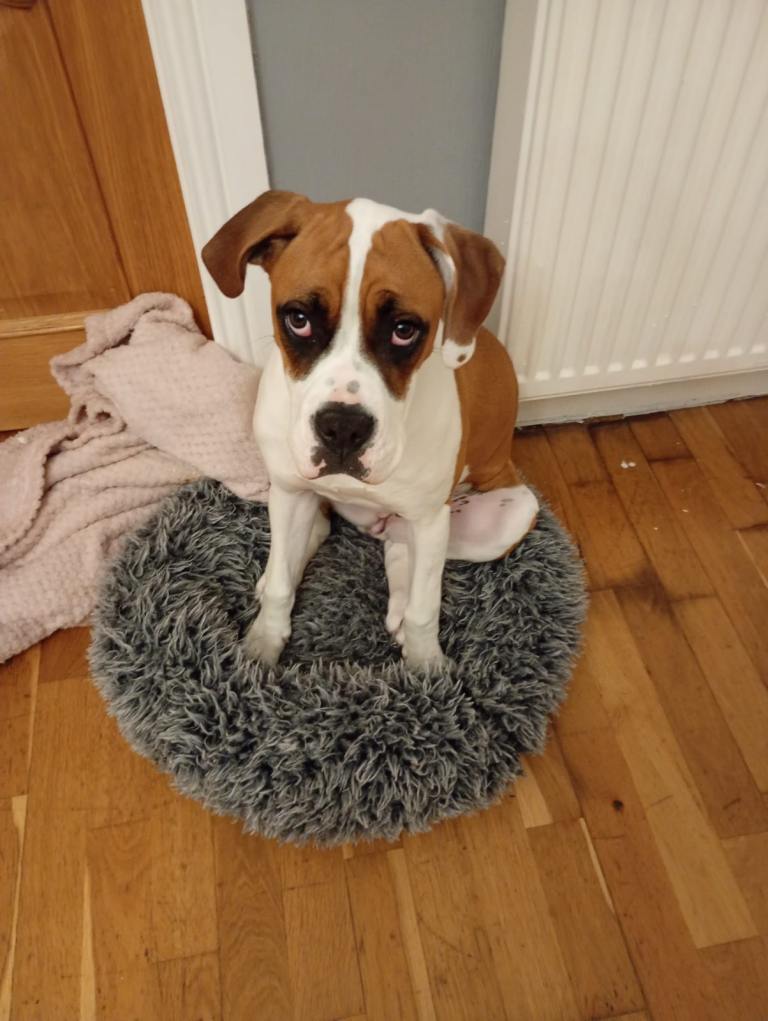 Boxer puppy