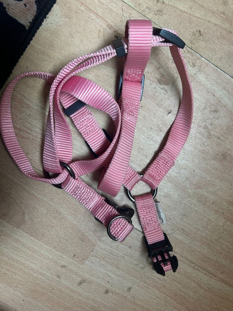 Dog harness 
