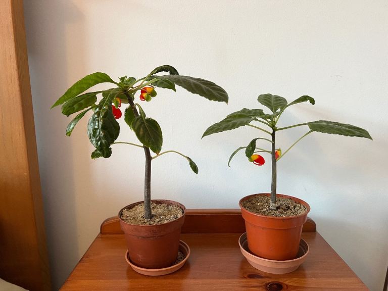 Exotic Parrot Plant (Impatiens niamniamensis) 