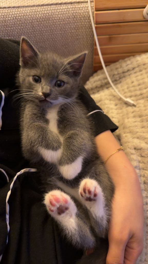 British Domestic short hair kitten