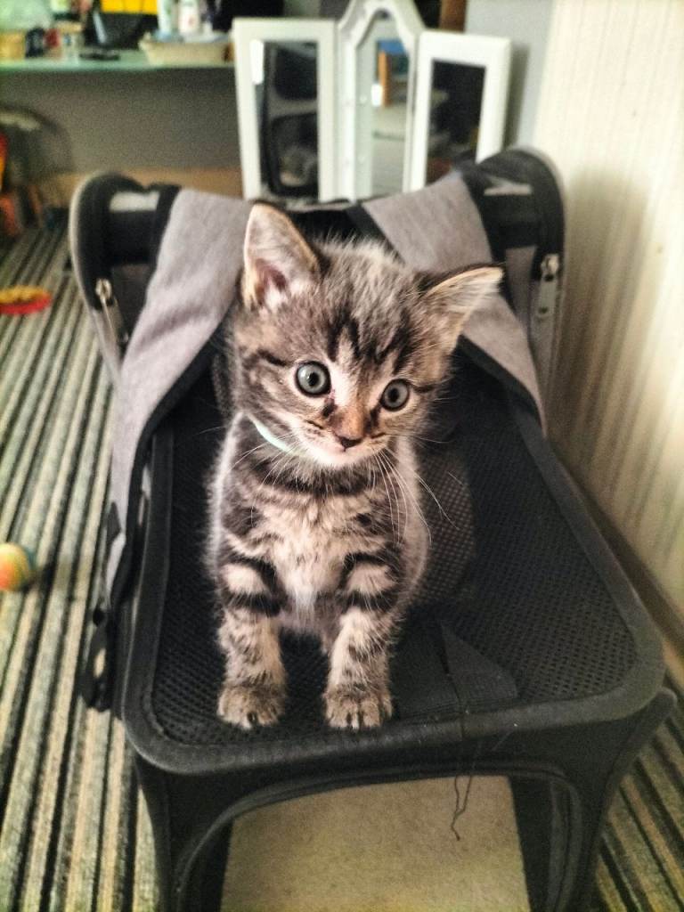 4 Beautiful fluffy sliver tabby kittens for sale