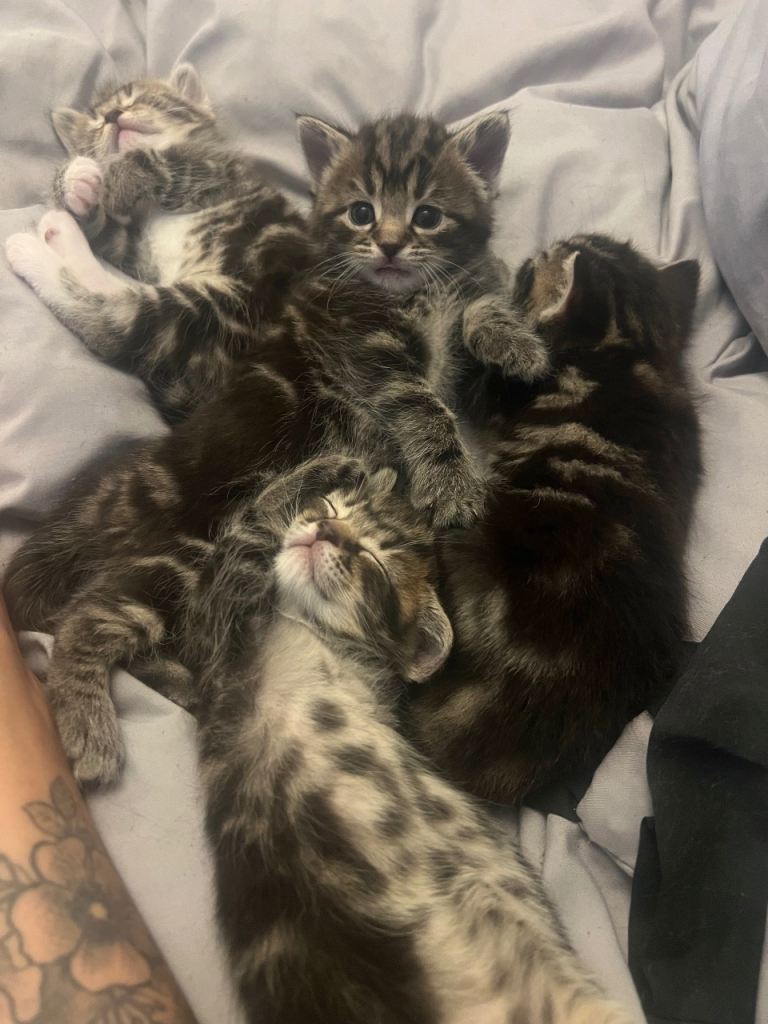 4 gorgeous kittens for sale 