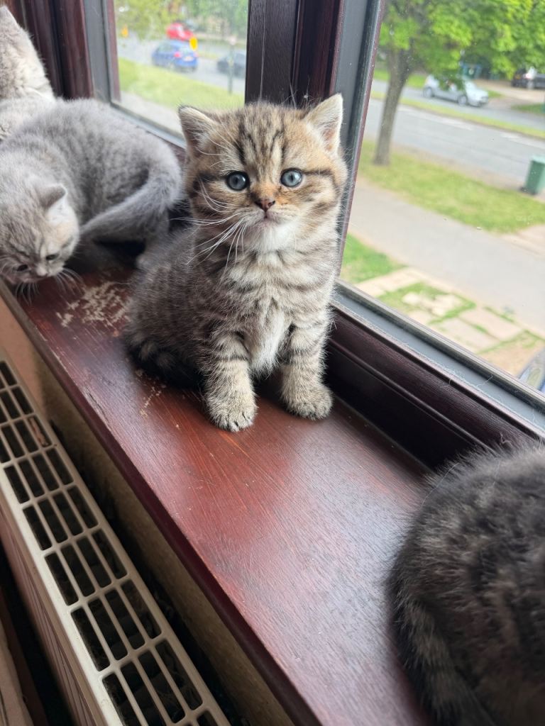 Beautiful British Shorthair kittens looking for their forever homes 🐾
