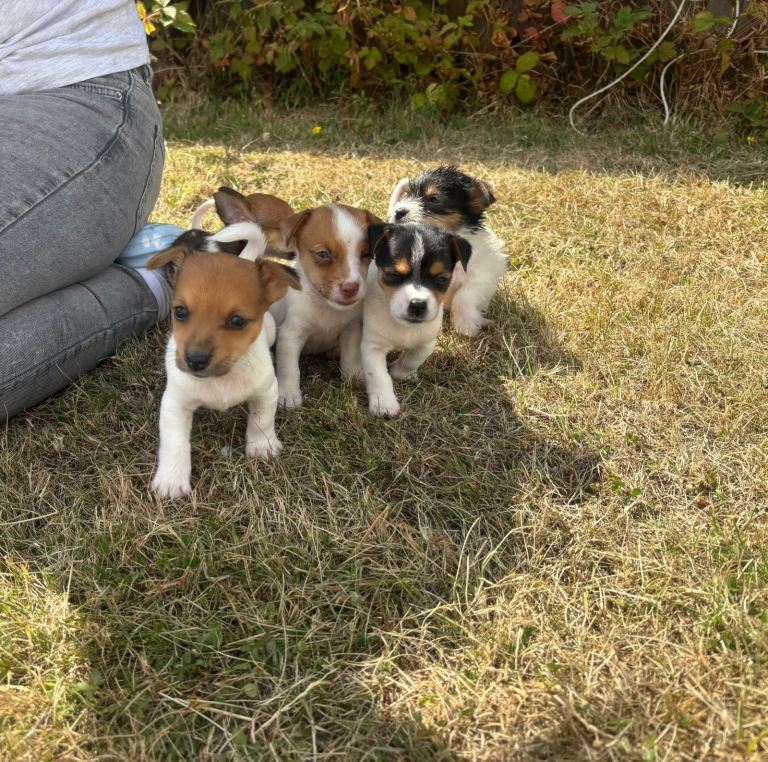 Jacks Russells puppies 