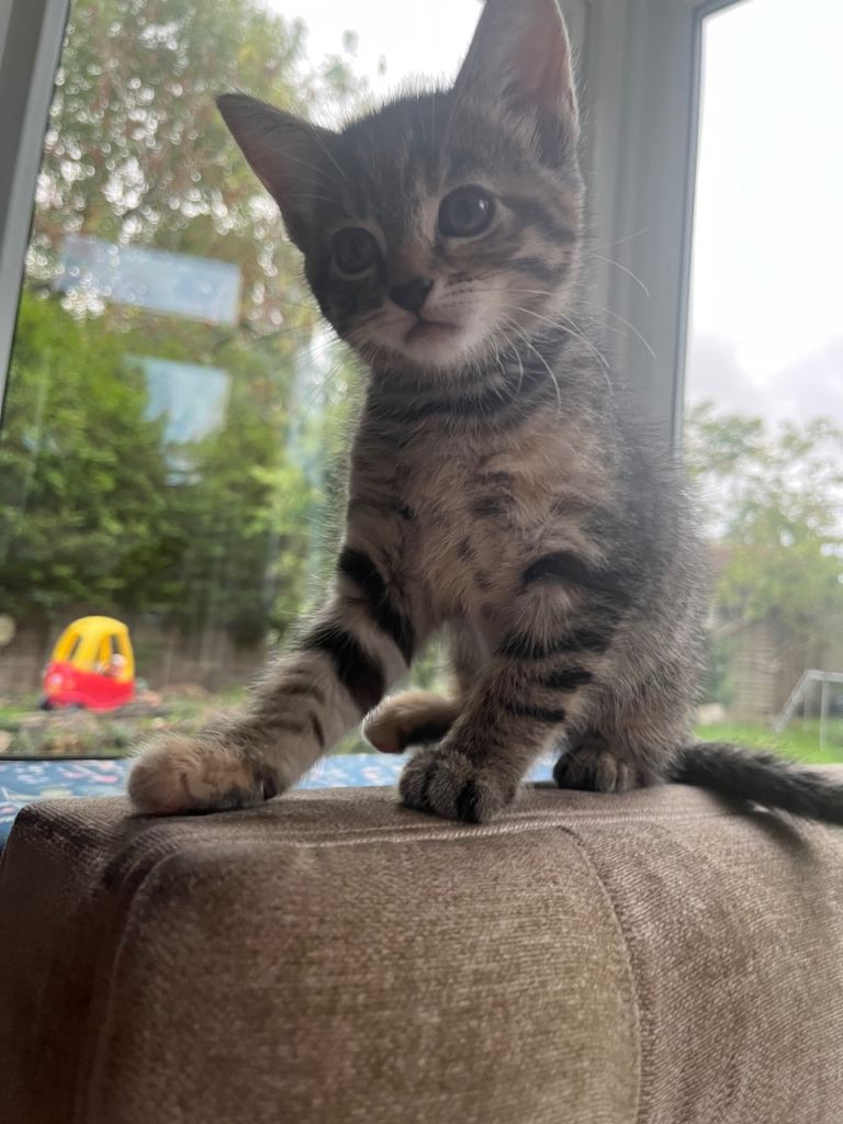 Tabby kitten 