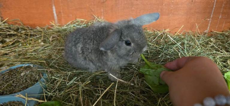 Mini lop 