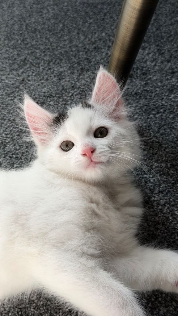 Black and white kitten 