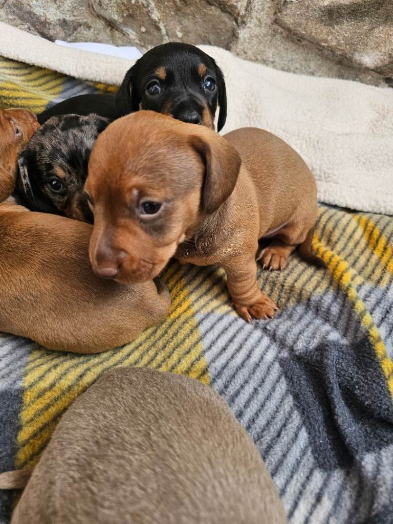 Beautiful dachshund puppies 