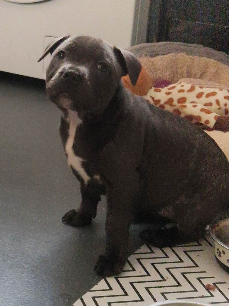 Staffy bull terrier