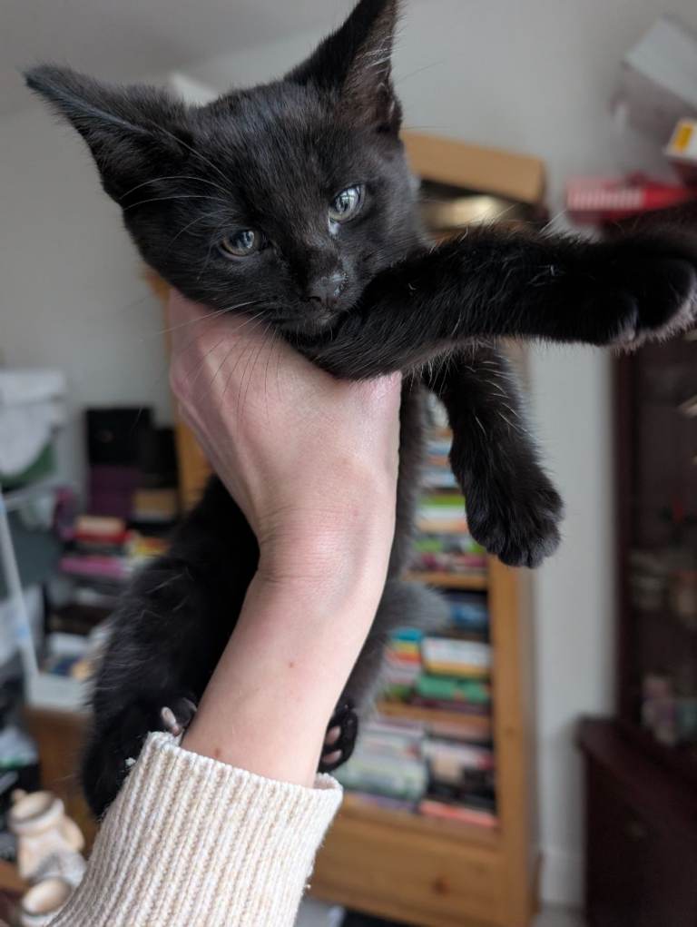 Female kitten for sale