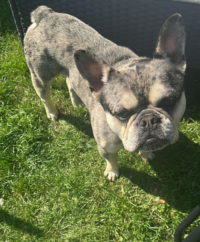 Male French bulldog for sale 