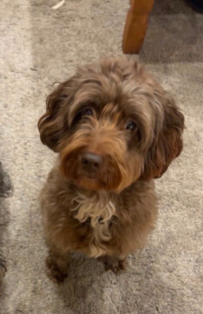 Loving female cockapoo 6 years old F1