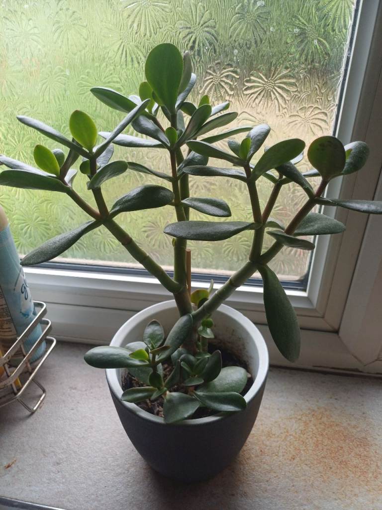 Big healthy Money plants 