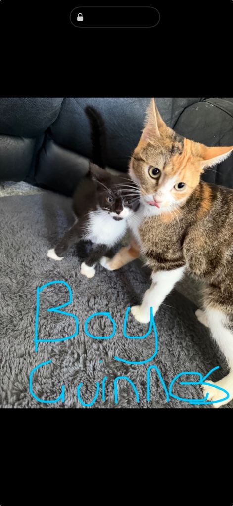 Kittens for Sale