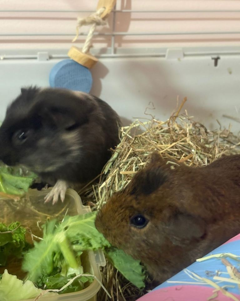Two Guinea Pigs + All Accessories 