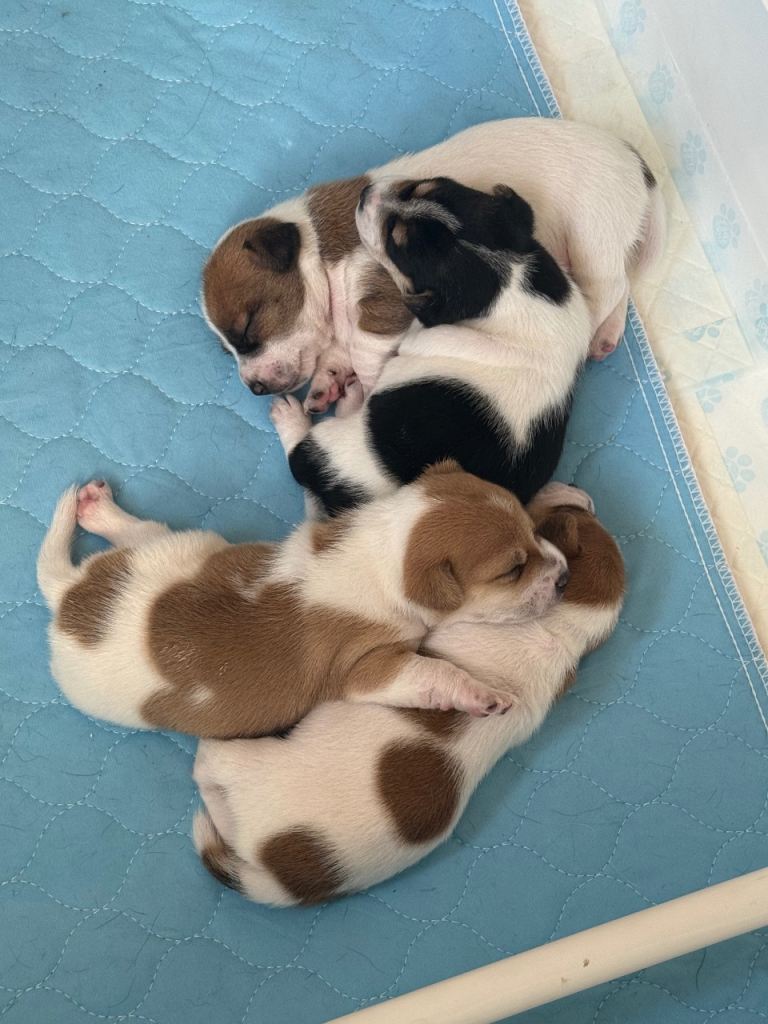 Gorgeous Jack Russell Puppies 
