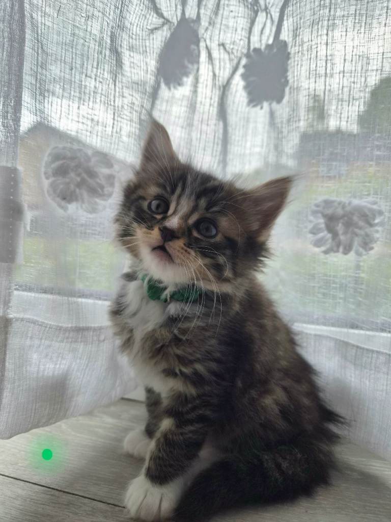 Kittens are looking for new homes