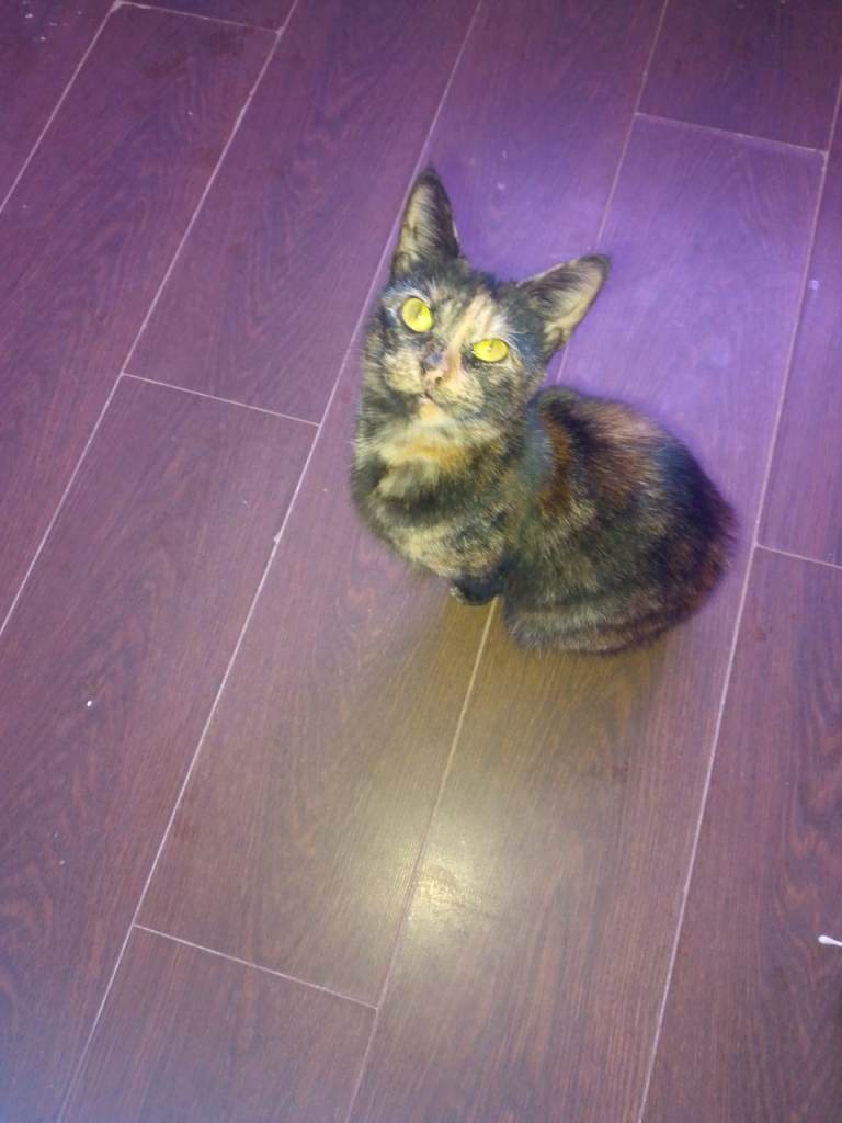 Cat seeking loving home 