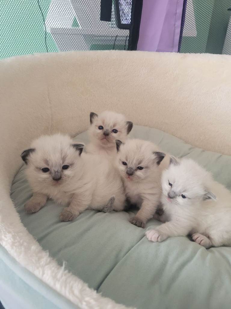 🐱 Beautiful Ragdoll Kittens For Sale 🐱