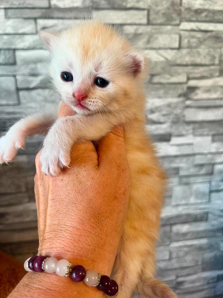 Maine coon x kittens 