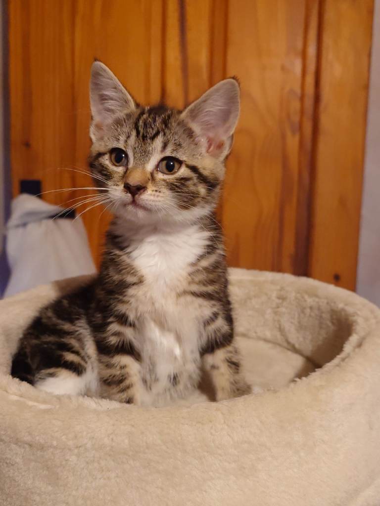 tabby  kitten £120