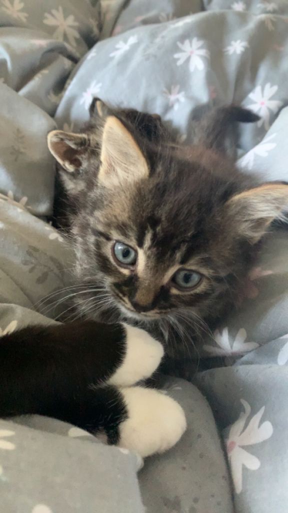 Adorable Tabby Kittens Looking for Loving Homes