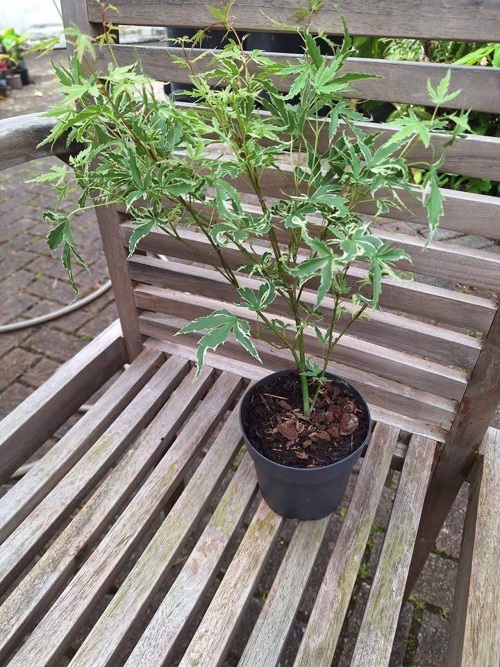 Acer Tree, Variagated Green White leaved Japanese Maple Plant 