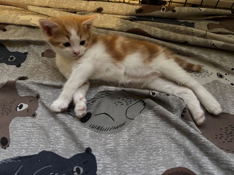 Beautiful kittens for sale 