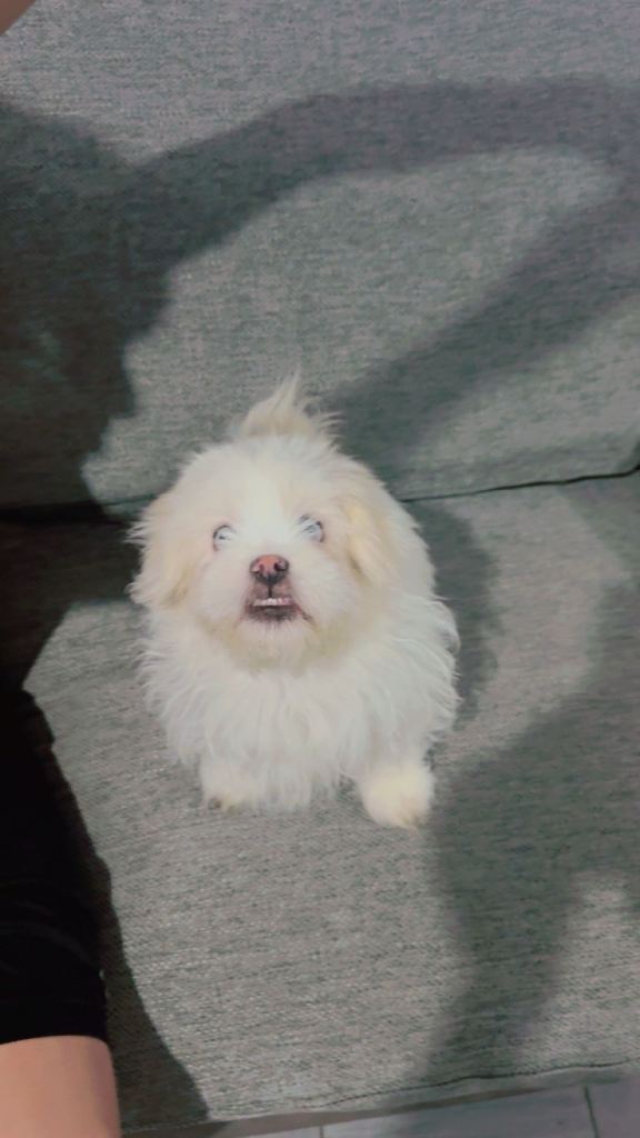 We are offering three adorable male puppies looking for loving forever homes.