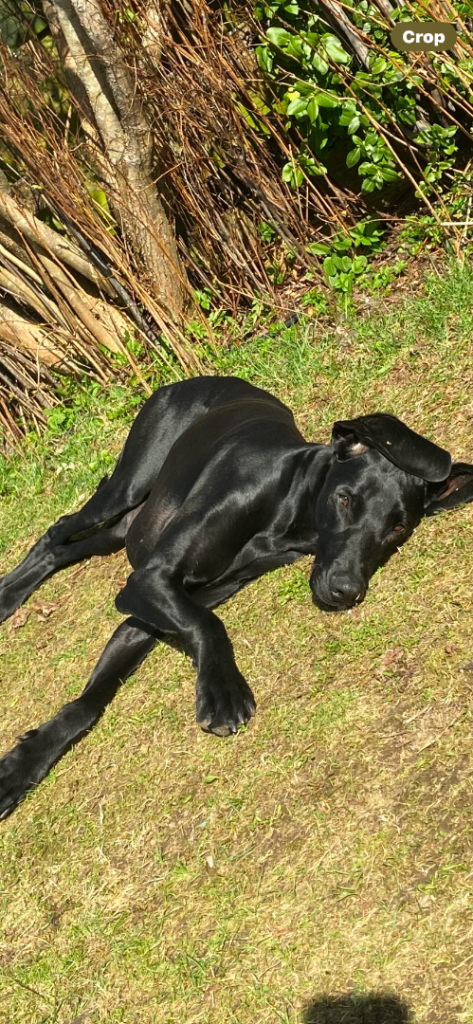 Loving forever sofa needed for this rescued boy 