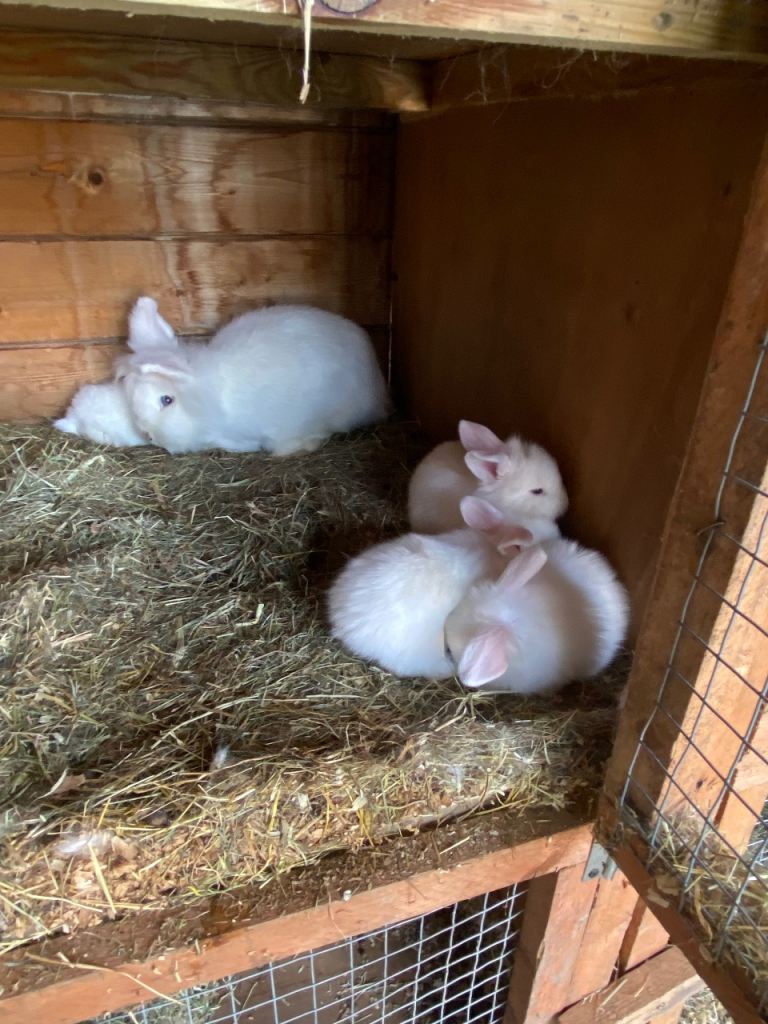 Baby rabbit 8 weeks old 