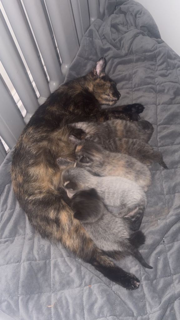 Kittens- Ready in July 🤍