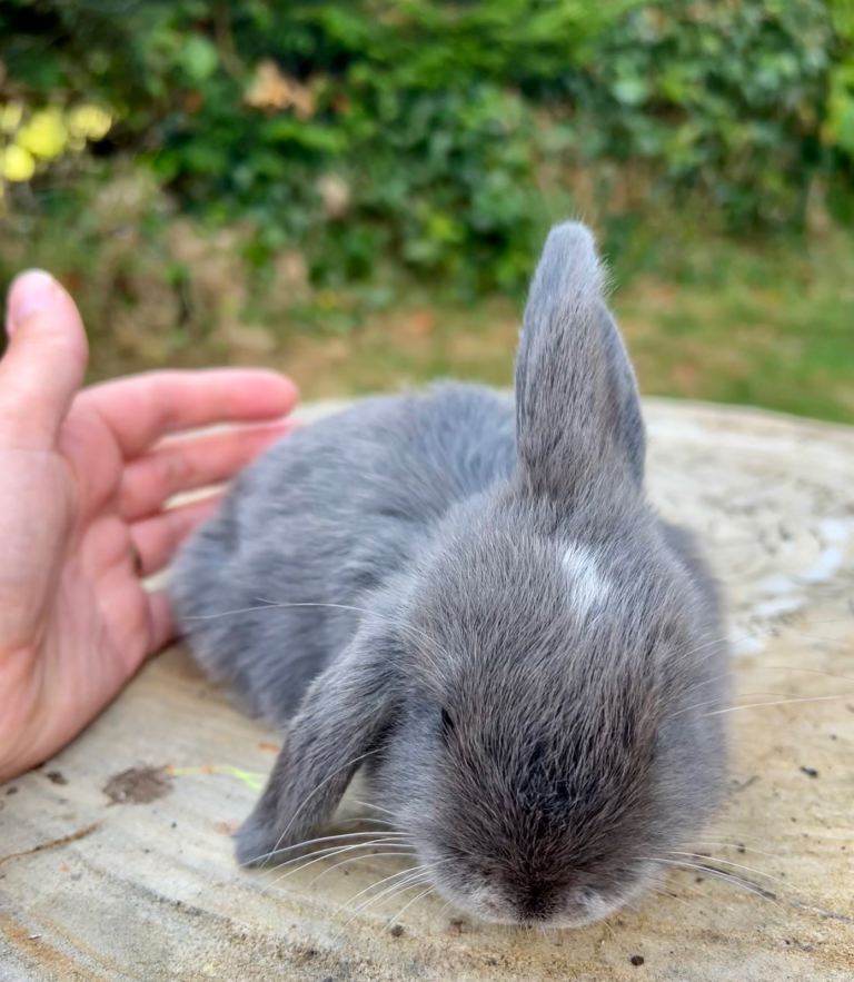 Bunnies