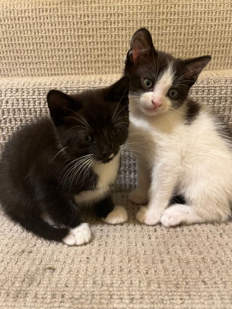 Tuxedo Kittens
