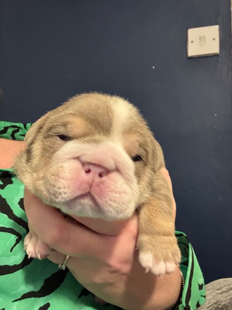 1 beautiful British Bulldog boy 