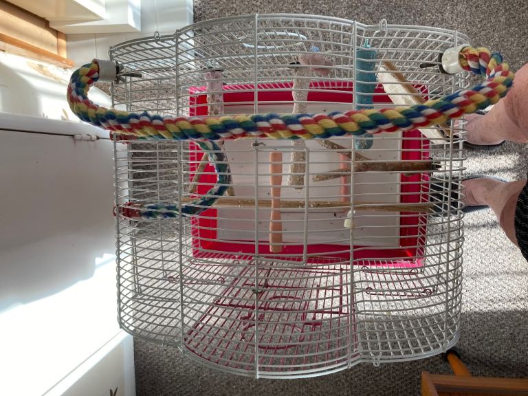 Bird cage 