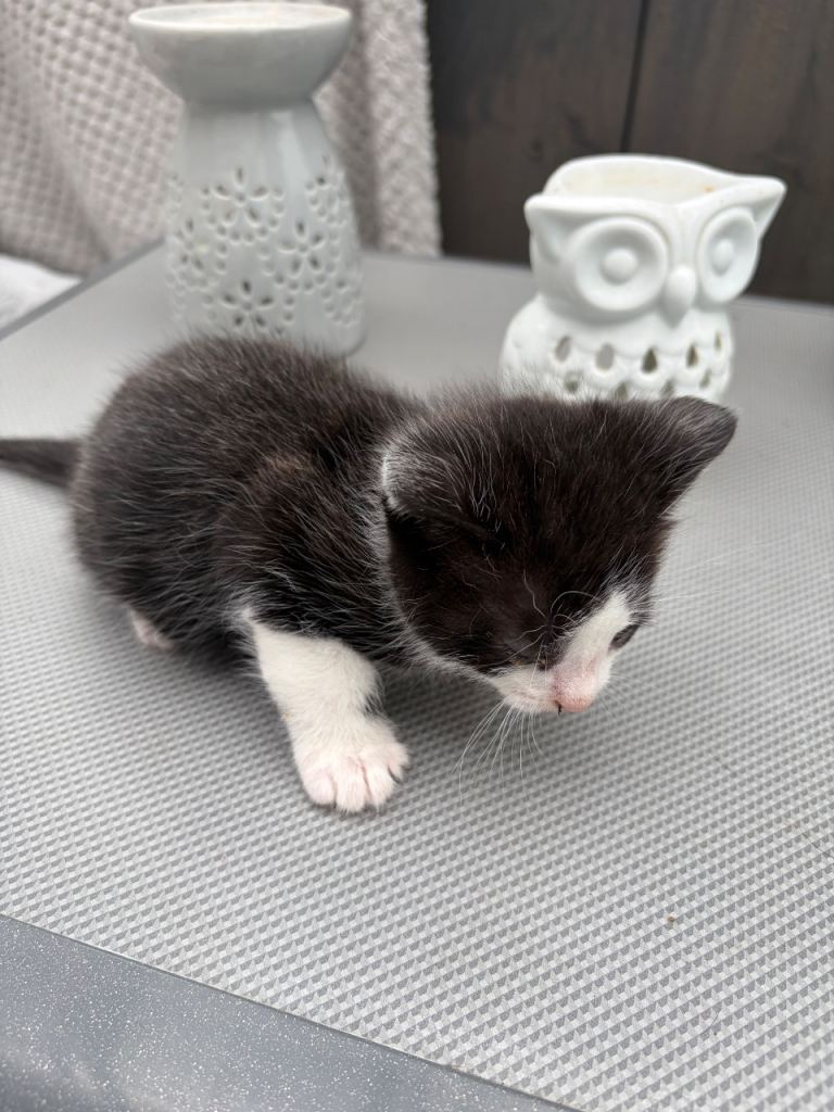 Kittens £10