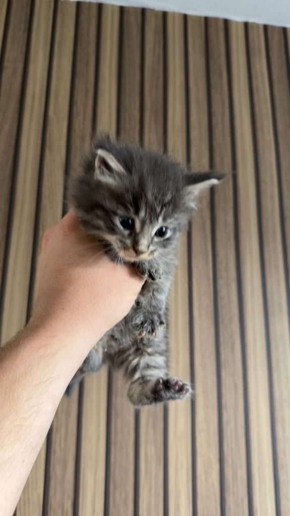 kittens for sale £250