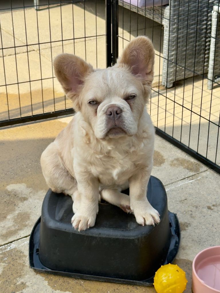 Fluffy/Puffy Frenchie
