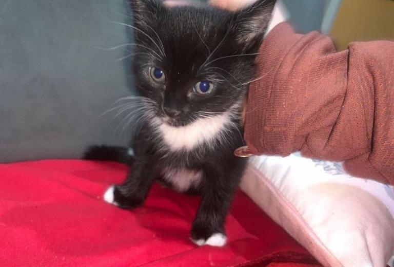 2 beautiful male kittens 