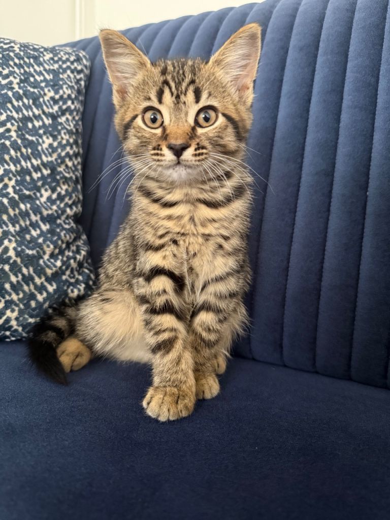 Cute British short hair and Russian blue