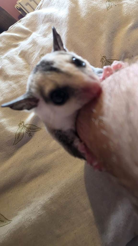 Male and female baby sugargliders ready in 11 weeks roughly