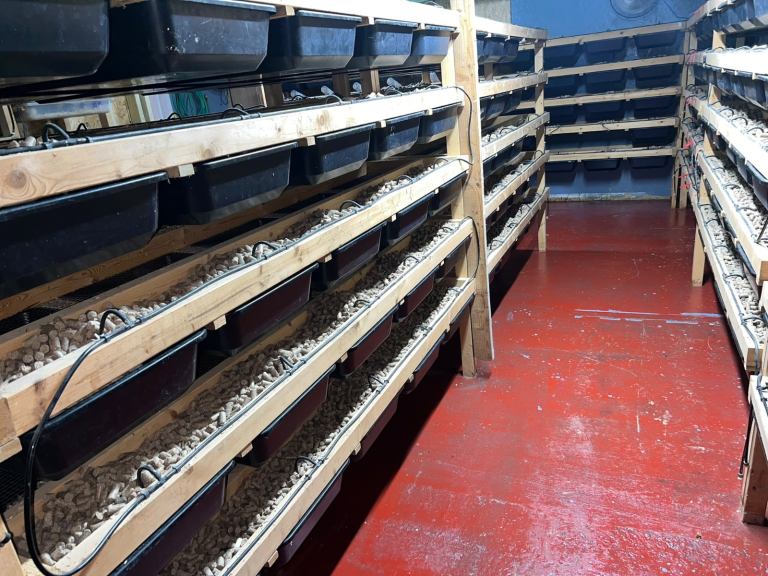 🔥 **LARGE COMMERCIAL RAT BREEDING SETUP FOR SALE – SHREWSBURY** 🔥